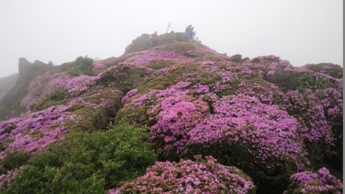 １０日．平治岳北登山道からミヤマキリシマ咲く山頂へ