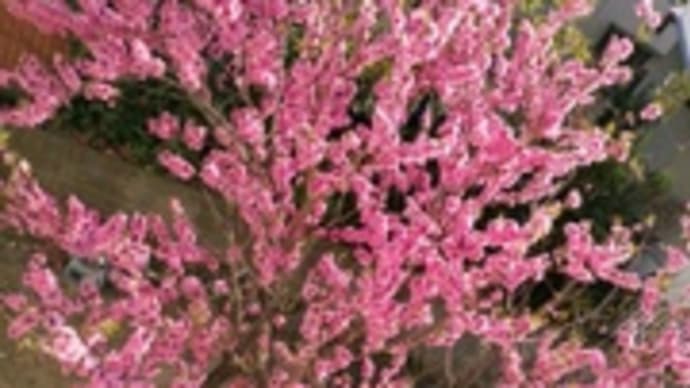 春休み