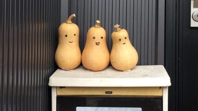 家庭菜園 バタ―ナッツカボチャ🎃