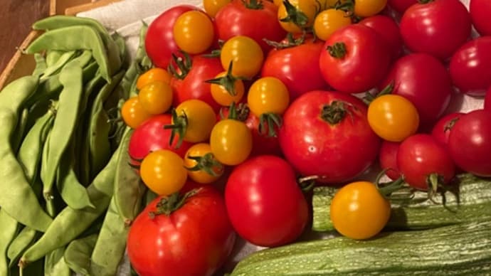 夏野菜本格的納品昨今