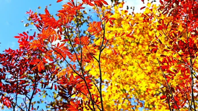 紅葉と黄葉と白銀の錦繍世界　～栂池自然園の三段紅葉　④