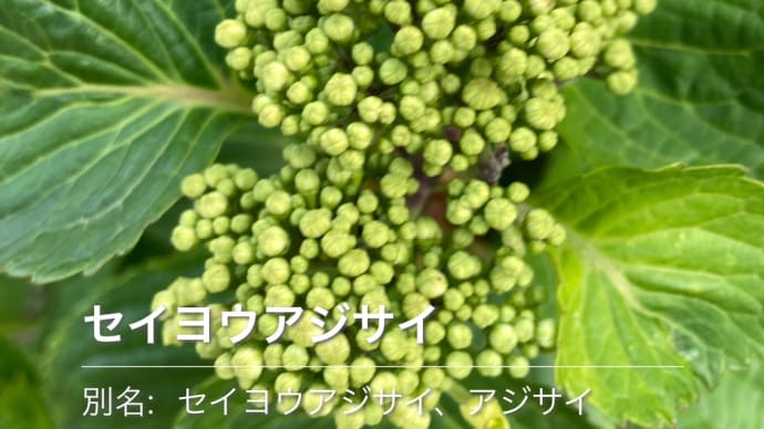 紫陽花はもう少し。。