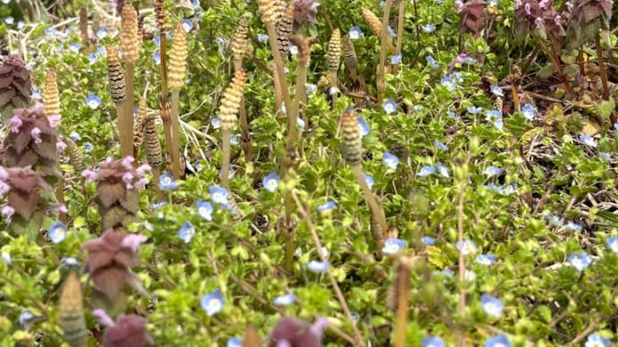 田んぼ・田植え