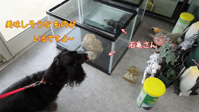 亀さんに興奮