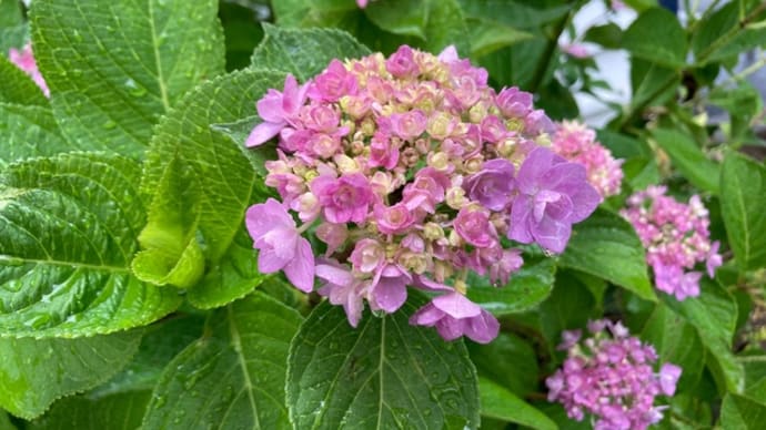 紫陽花