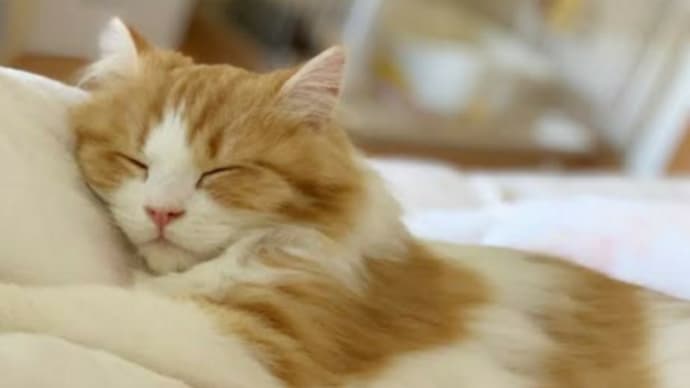 今日も1日お疲れ様です🍀🐱🍀