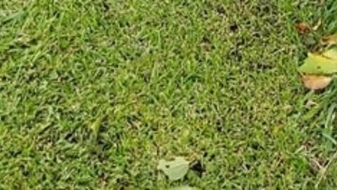 台風16号の吹き返しの強風で