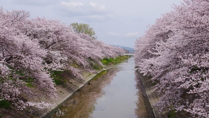 花見で賑わう高田川のサクラ並木
