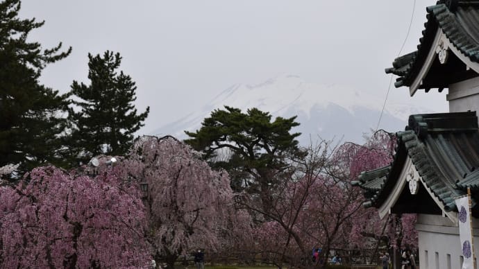 さくら狩り 青森県弘前市弘前公園 弘前さくらまつり2023(6)天守閣と岩木山