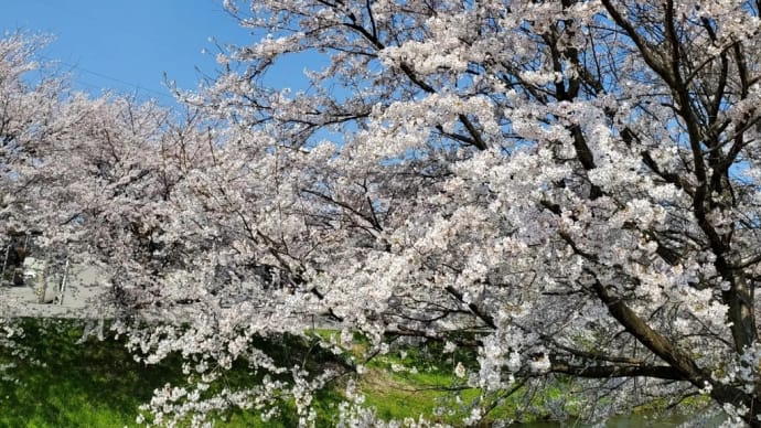 愛犬たちと桜
