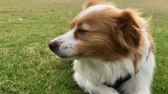 猛暑の中の犬