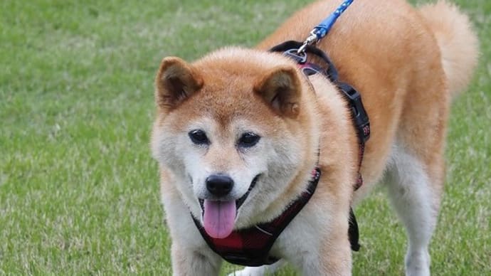 毎月15日はコマちゃんの日です♪