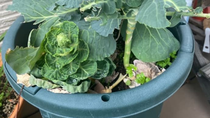 芽を待つ 時を待つ