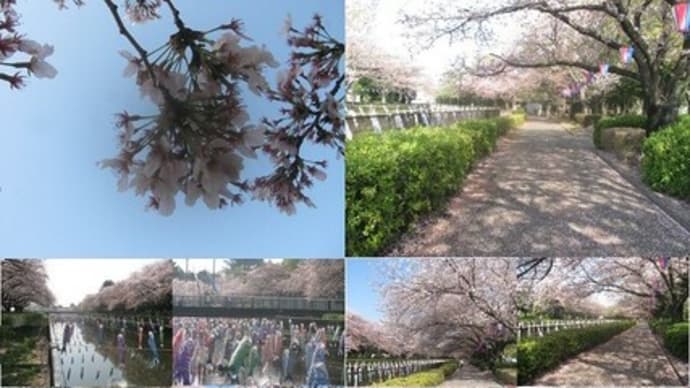 『群馬県館林の鯉のぼりと桜』