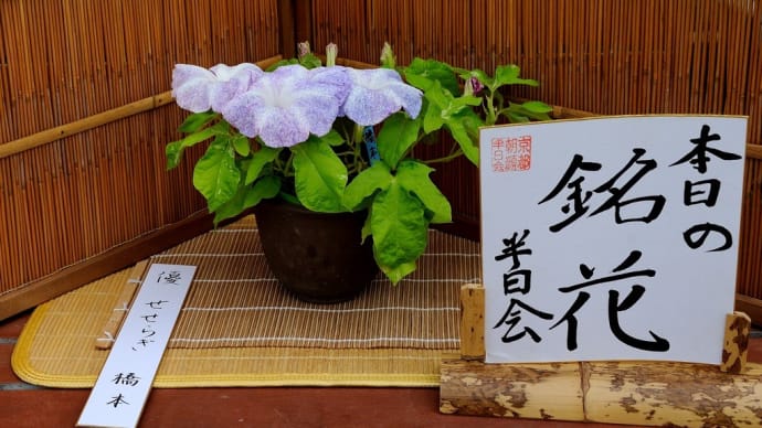 京都府立植物園 2019/08/02,08/05