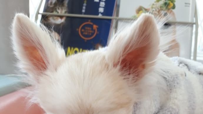 アイちゃんA動物病院に行って来ました