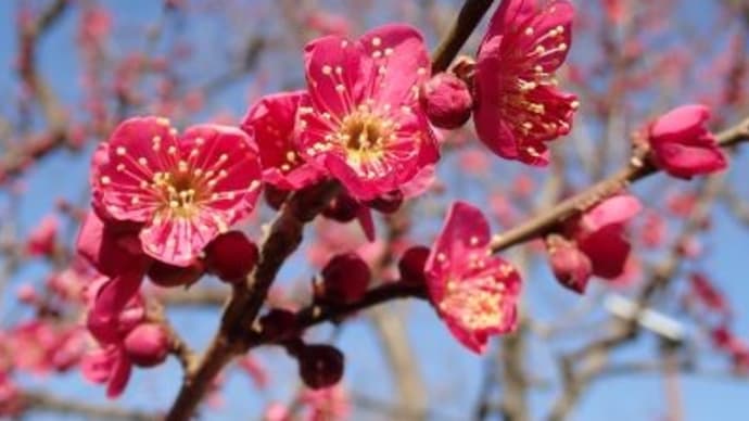 府中郷土の森博物館の梅