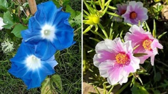 朝顔とマツバボタンとドリフトローズと花手毬と遅ればせながら切り戻したジニアに1輪花が咲いたとです(*^^)v