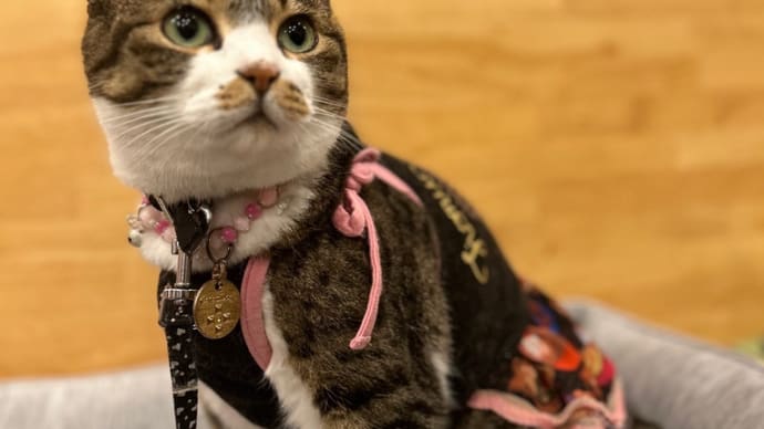 看板猫がいるお店で猫飲み はやちゃんちさん 予告編 (2307)