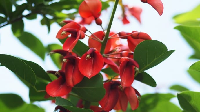 熱帯の深紅の花