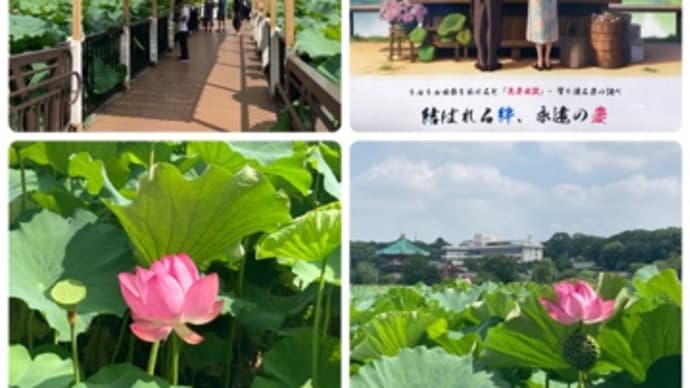 不忍池の蓮