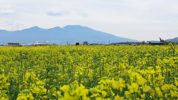 瀬戸の菜の花畑