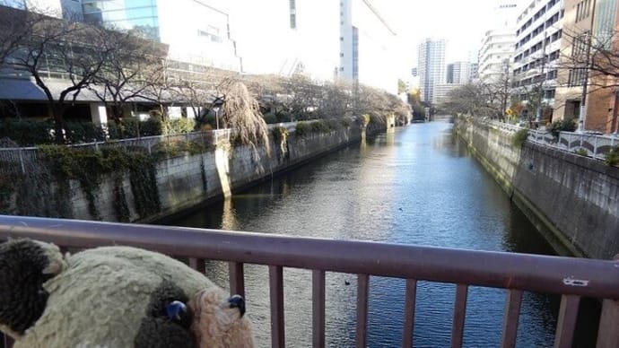 五百羅漢寺のお鯉さん