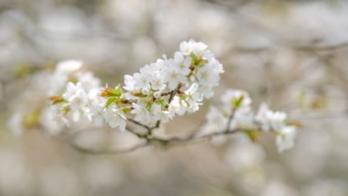 篠山のサクラ(3)