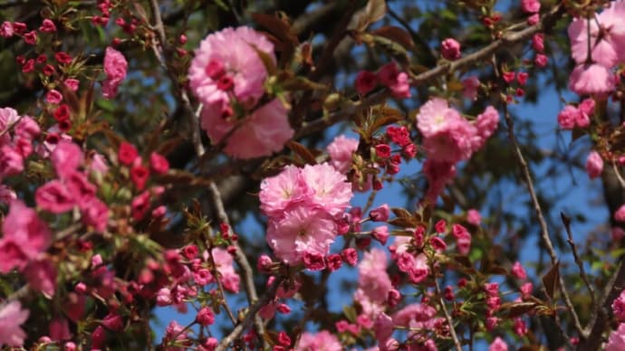 八重の桜と花水木 🎏