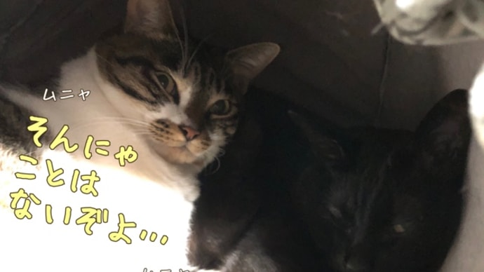 怠惰な猫