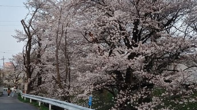 【群馬県北部の沼田市も】桜咲き、春！