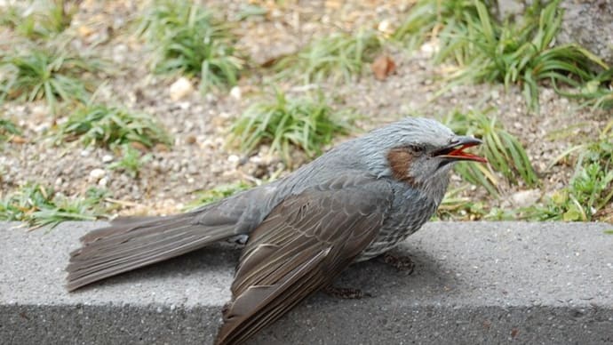 鳥が窓ガラスにぶつかる