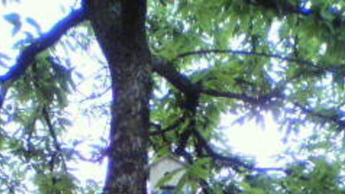 牛、鷄、山羊~!