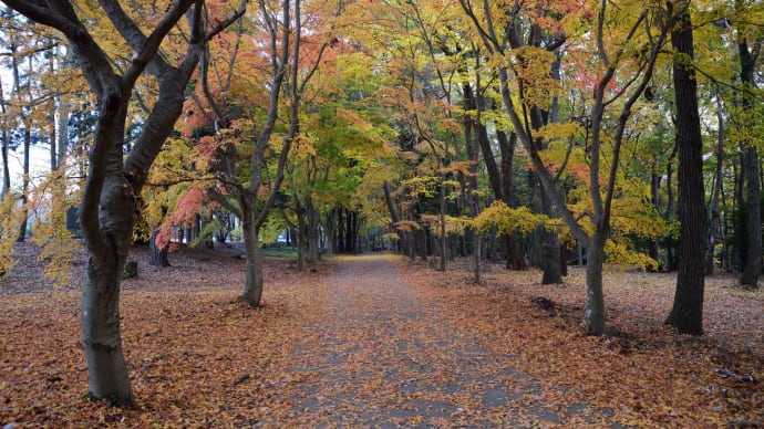 井頭公園のカワセミ(2)