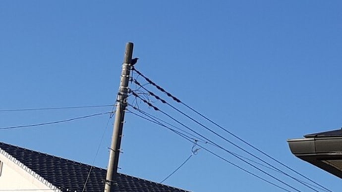 2021年11月18日 カラス