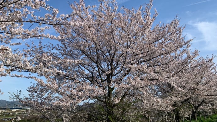 春の嵐に負けなかった桜とジョギング&ウォーキング