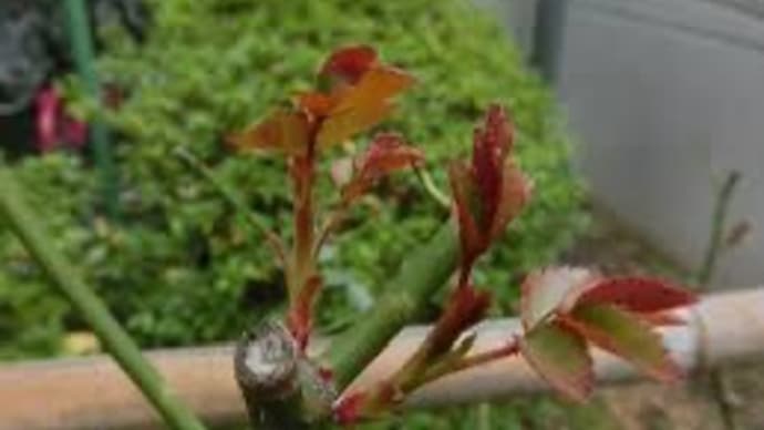 薔薇の芽、遠く離れて