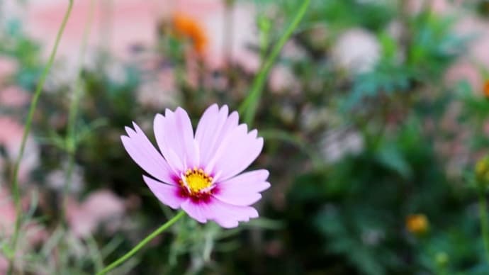 薄紅の秋桜