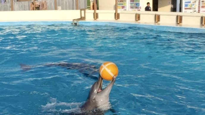 イルカ 大人のための飼育係体験 海洋博公園