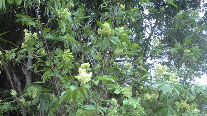 珍しい?花が咲いていたが・・・・