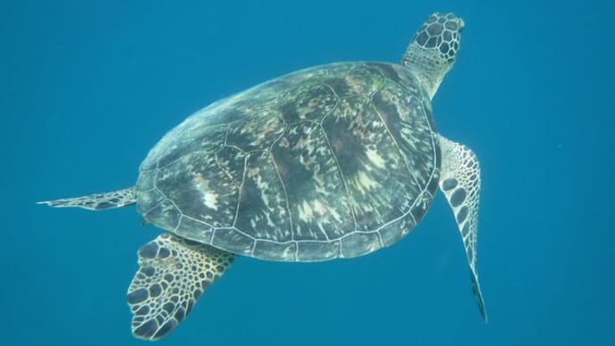 石垣島 ウミガメシュノーケル