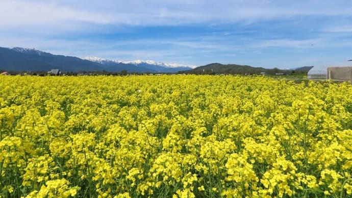 安曇野 スイス村の 菜の花畑で