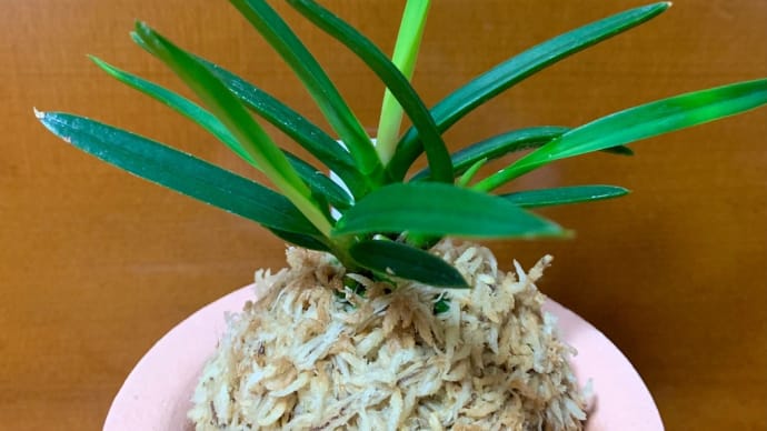 阿波産牡丹芸