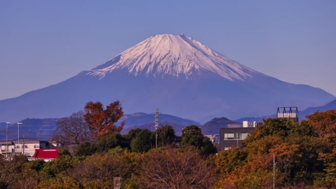 06/Dec 富士山とユリカモメと冬ひまわりとモズとハイタカとカワセミ