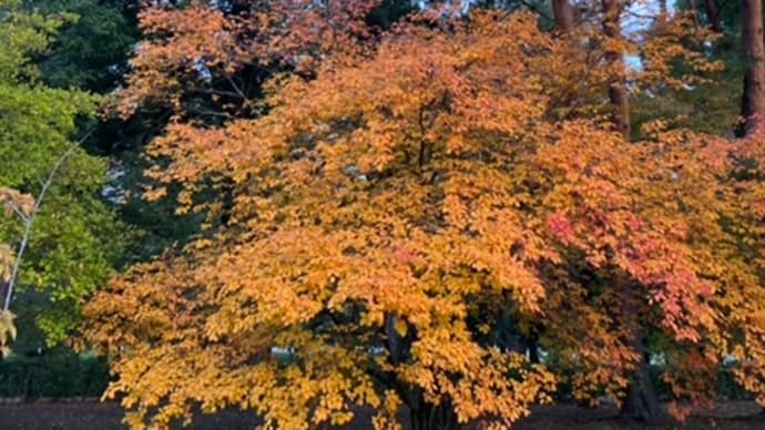 京都御苑と石清水八幡宮の紅葉~♪