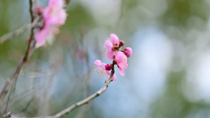 びわ湖文化公園の散策