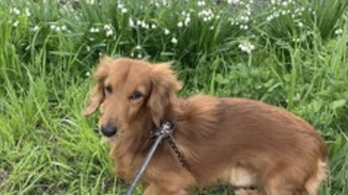 預かり犬風太のその後