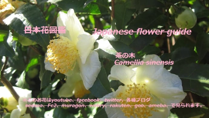 椿を飲む？！Do you drink camellia? !!