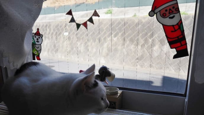 NEKO的猫ブログに便乗!!