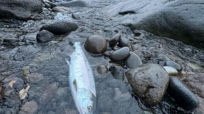 本日の釣果~!